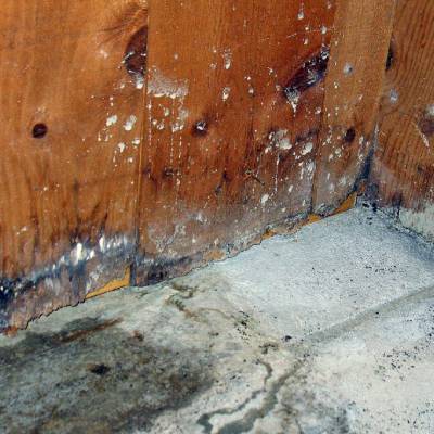 MOLD REMEDIATION